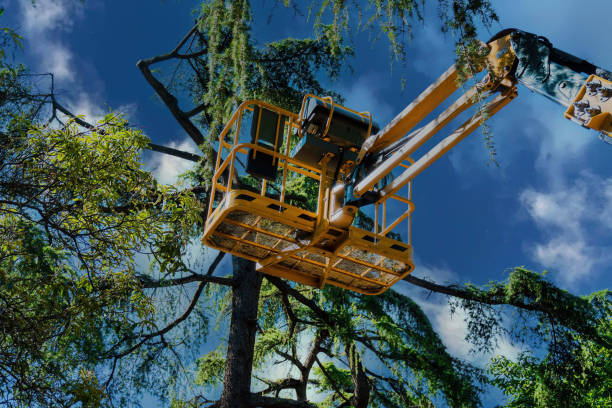 Reliable Anthem, AZ Tree Removal Solutions